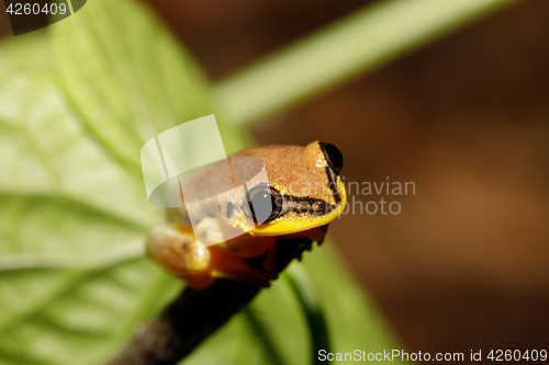 Image of Small yellow tree frog from boophis family, madagascar