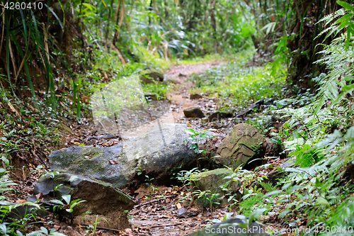 Image of Landscape of Masoala National Park, Madagascar