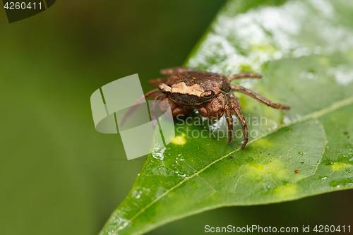 Image of Forest Crab or forest tree climbing Crab Madagascar