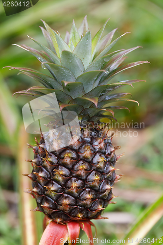 Image of Pineapple tropical fruit in garden, madagascar