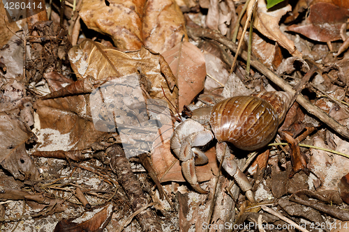 Image of big hermit crab with snail shell Madagascar