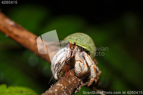 Image of Hermit Crab with green snail shell Madagascar