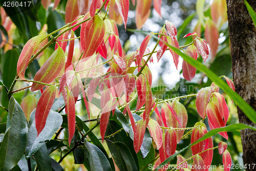 Image of Cinnamon Tree - Cinnamomum zeylanicum