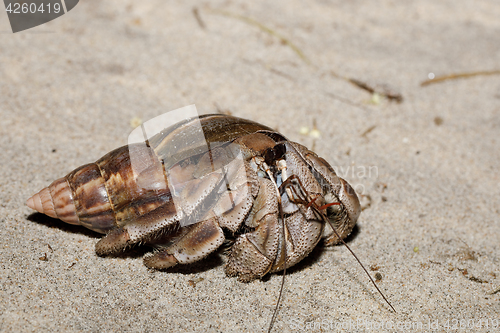 Image of big hermit crab with snail shell Madagascar