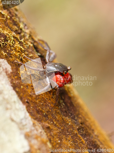 Image of Forest Crab or Tree climbing Crab Madagascar