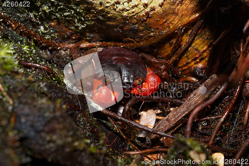 Image of Forest Crab or Tree climbing Crab Madagascar