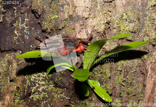 Image of Forest Crab or Tree climbing Crab Madagascar