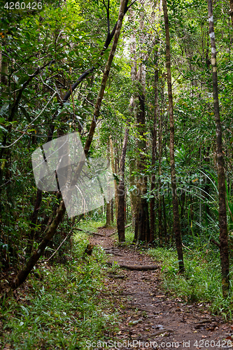 Image of Landscape of Masoala National Park, Madagascar