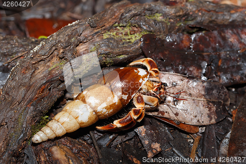 Image of Hermit Crab with sea shell Madagascar