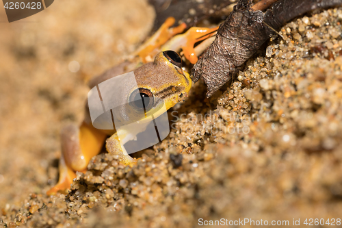 Image of Small yellow tree frog from boophis family, madagascar