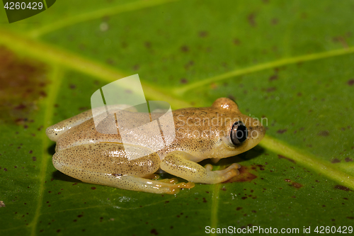 Image of Small yellow tree frog from boophis family, madagascar