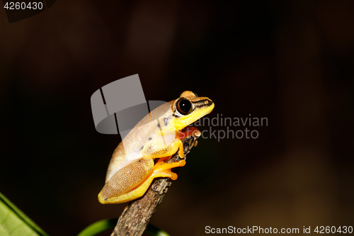 Image of Small yellow tree frog from boophis family, madagascar