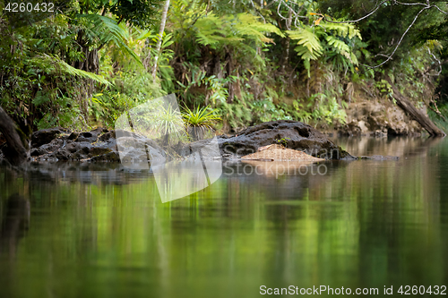 Image of Landscape of Masoala National Park, Madagascar