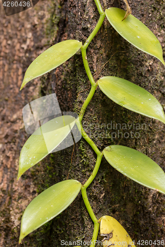 Image of Closeup of The Vanilla plant, madagascar