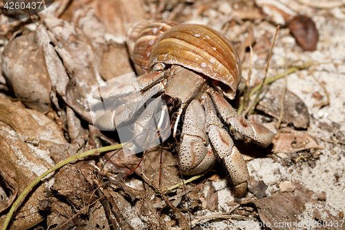 Image of big hermit crab with snail shell Madagascar