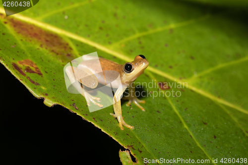 Image of Small yellow tree frog from boophis family, madagascar
