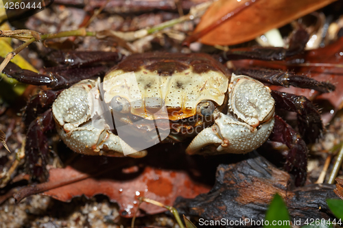 Image of Forest Crab or forest tree climbing Crab Madagascar