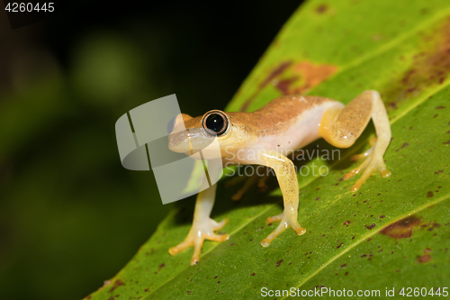 Image of Small yellow tree frog from boophis family, madagascar