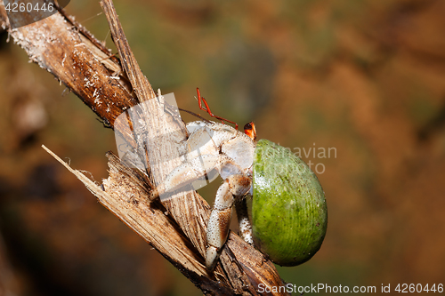 Image of Hermit Crab with green snail shell Madagascar