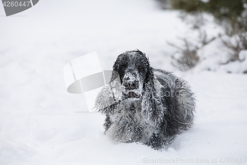 Image of english cocker spaniel dog playing in snow winter
