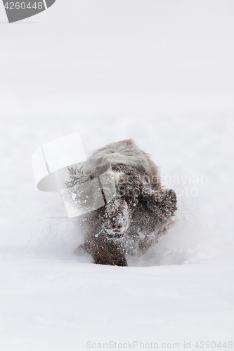 Image of english cocker spaniel dog playing in snow winter