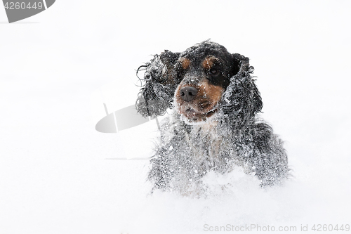 Image of english cocker spaniel dog playing in snow winter