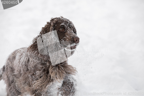 Image of english cocker spaniel dog playing in snow winter