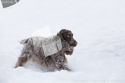 Image of english cocker spaniel dog playing in snow winter