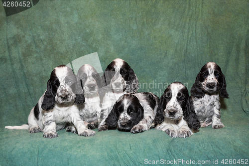 Image of English Cocker Spaniel puppy family