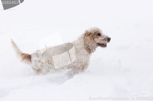 Image of english cocker spaniel dog playing in snow winter