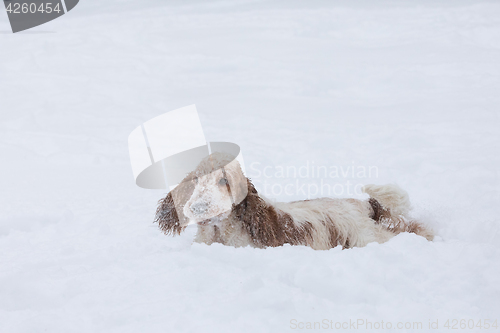 Image of english cocker spaniel dog playing in snow winter