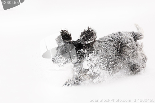 Image of english cocker spaniel dog playing in snow winter