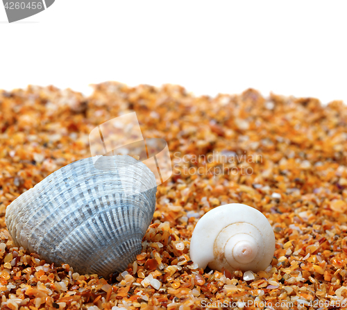 Image of Two seashell on sand and white background