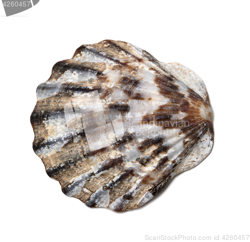 Image of Seashell on white