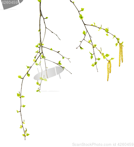 Image of Spring twigs of birch with young green leaves and catkins
