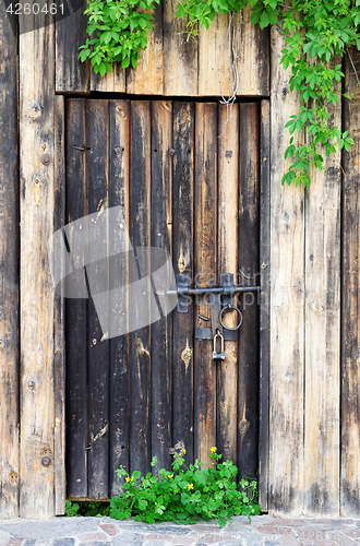 Image of Old wooden door with vintage metal lock and green leaves of wild
