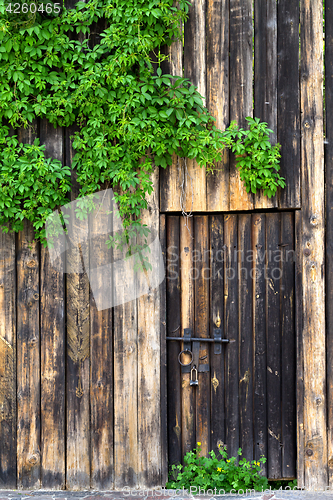 Image of Old wooden wall with door, vintage metal lock and green leaves o