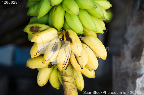 Image of bunch of green bananas at street market