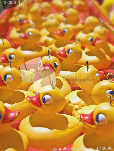 Image of lots of ducks