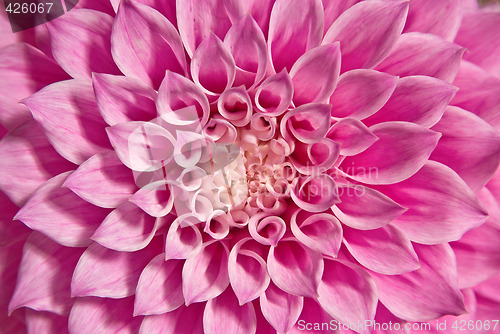 Image of dahlia