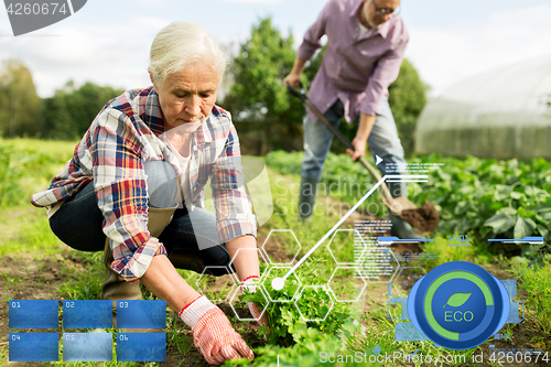 Image of senior couple working in garden or at summer farm