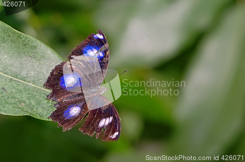 Image of butterfly