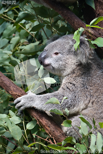 Image of koala