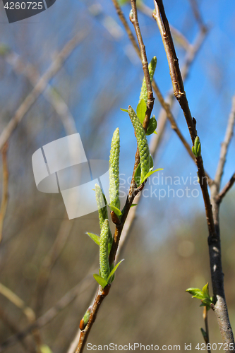 Image of Young sprouts of a willow in the spring