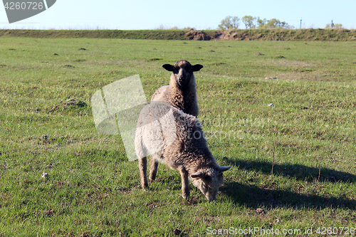 Image of sheep grazing on the grass