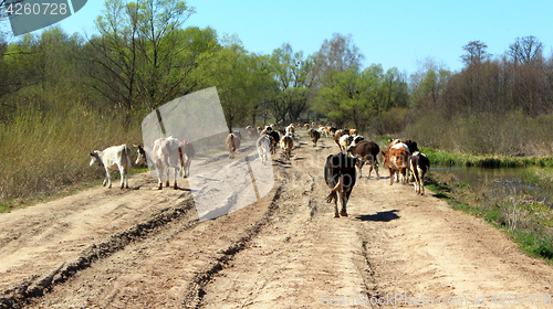 Image of cows coming back from pasture