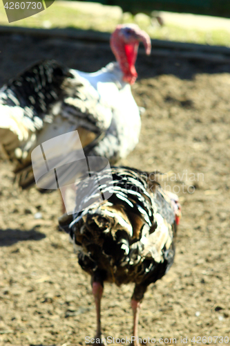 Image of turkey-cocks in the village