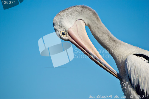 Image of pelican