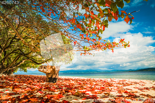 Image of Leaves on beach