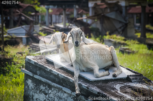 Image of Two white goats